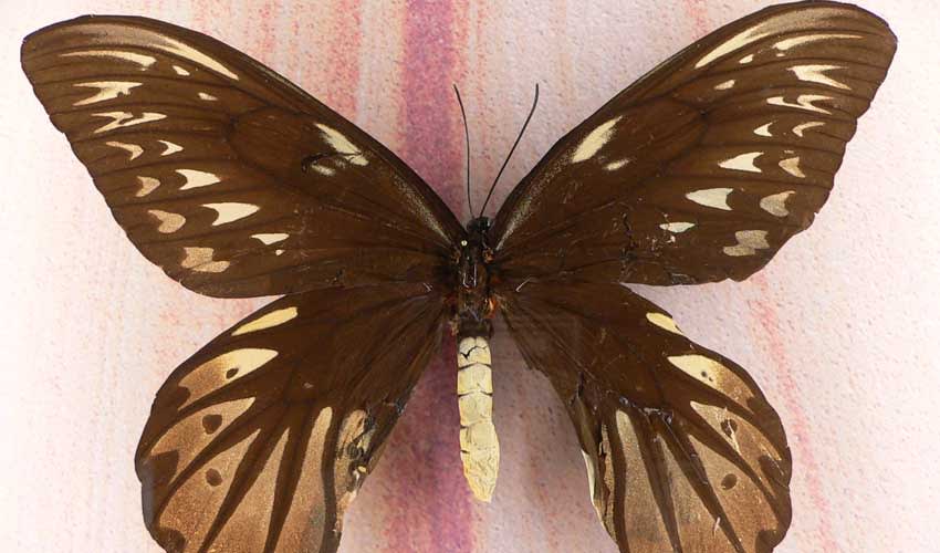 Queen Alexandra's birdwing facts, distribution & population | BioDB