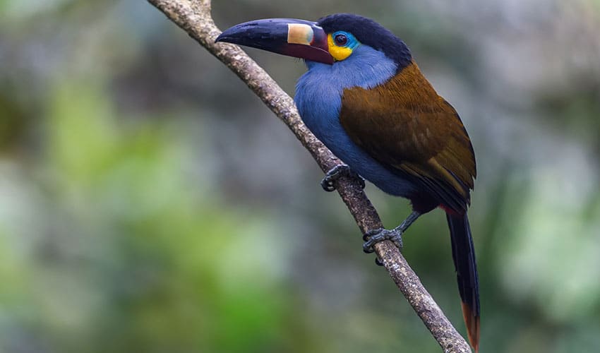 Plate-billed mountain toucan facts, distribution & population | BioDB