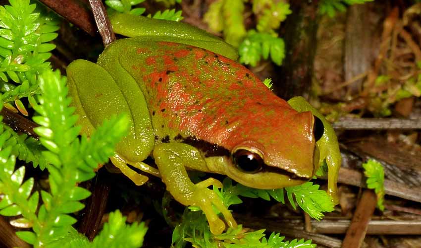 Pristimantis: facts, distribution & population | BioDB