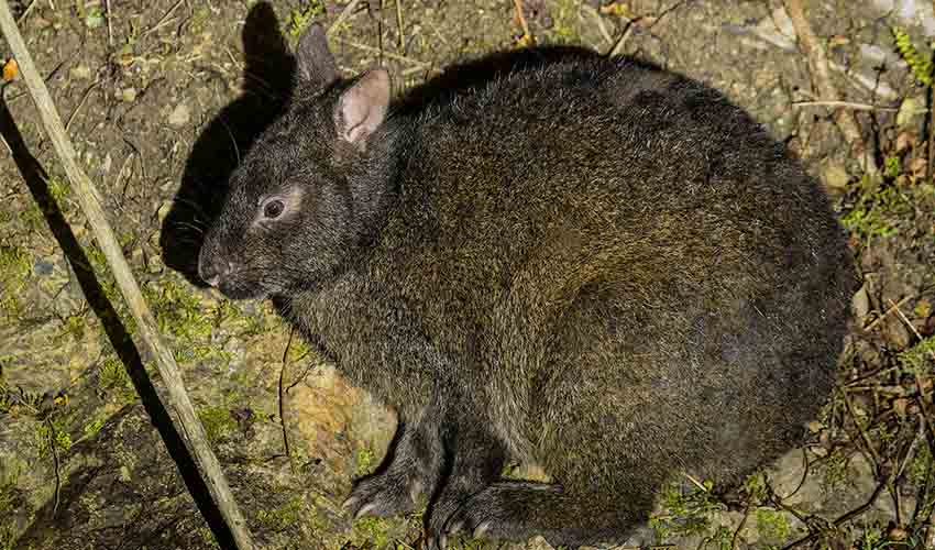 Amami rabbit facts, distribution & population | BioDB