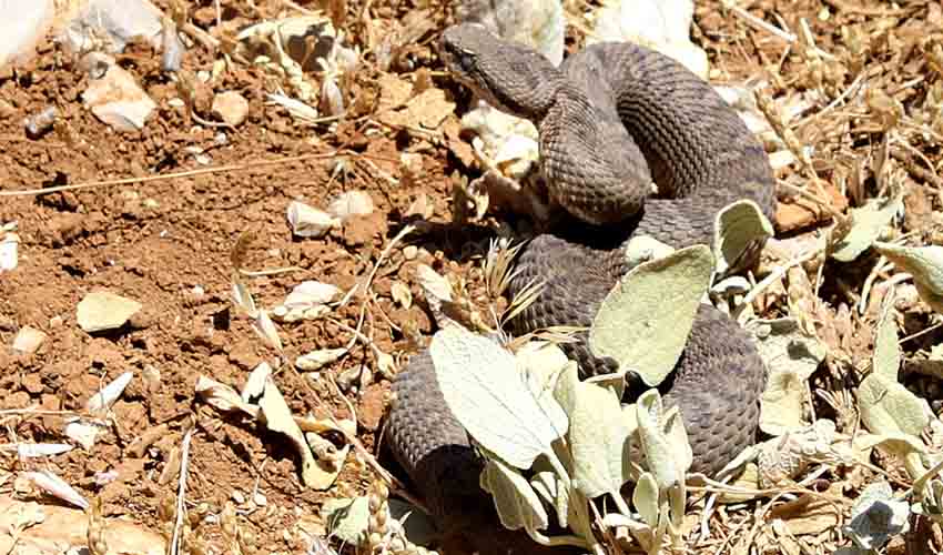 Samuni Lebanon viper facts, distribution & population | BioDB