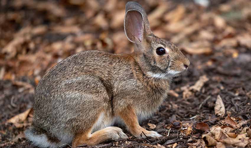 New England cottontail facts, distribution & population | BioDB