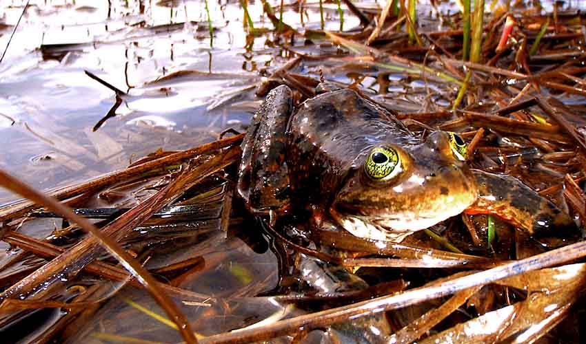 Oregon spotted frog facts, distribution & population | BioDB