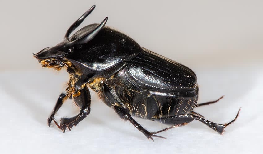 Taurus scarab facts, distribution & population | BioDB