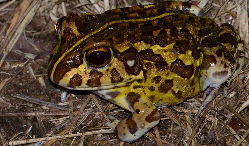 Pyxicephalus - African bull frogs: facts, distribution & population | BioDB
