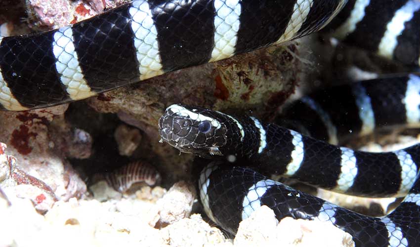 Laticauda - Sea kraits: facts, distribution & population | BioDB
