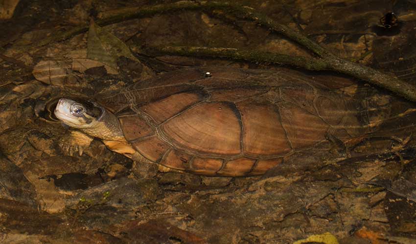 Yellow pond turtle facts, distribution & population | BioDB