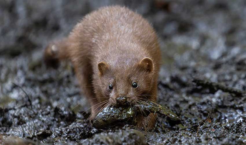 American mink facts, distribution & population | BioDB