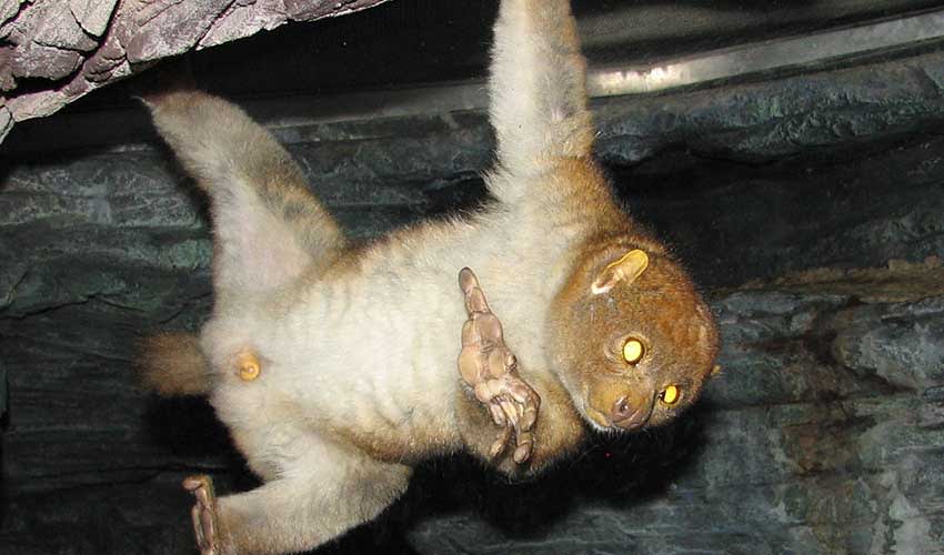 West African potto facts, distribution & population | BioDB