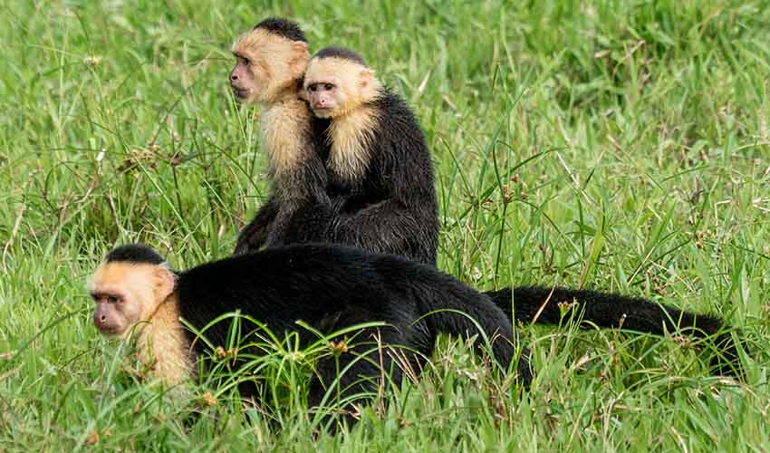 Panamanian white-faced capuchin facts, distribution & population | BioDB