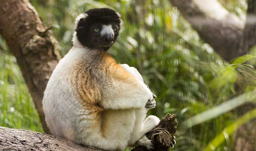 Crowned sifaka facts, distribution & population | BioDB