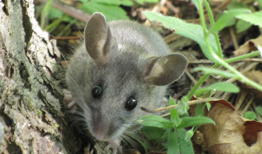 Paramiscus Mouse Peromyscus - Deer mice: facts, distribution & population | BioDB