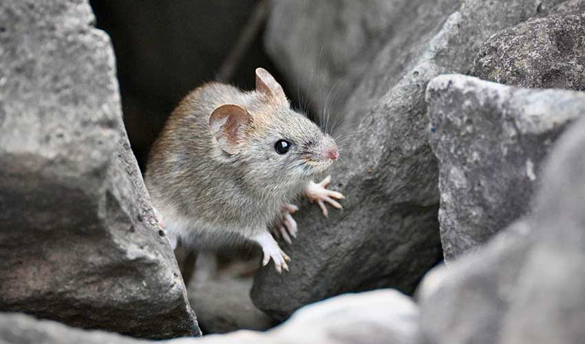 Galápagos rice rat facts, distribution & population | BioDB