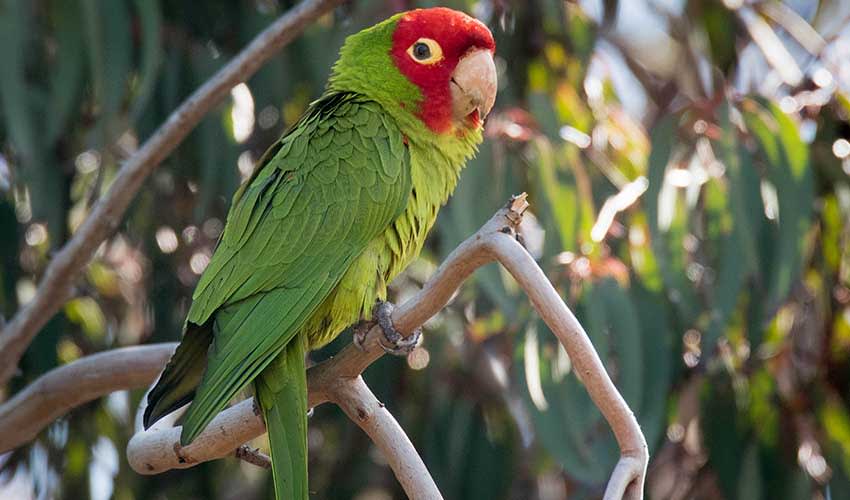 Red-masked parakeet facts, distribution & population | BioDB