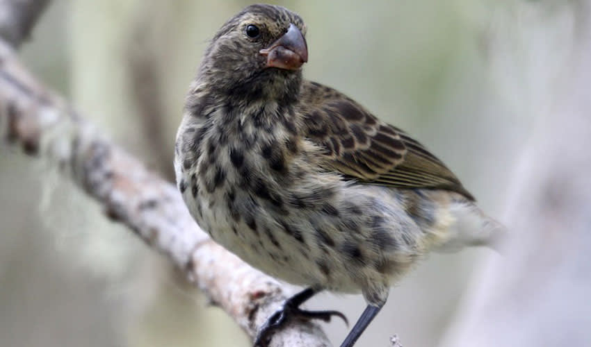 Camarhynchus - Darwin’s finches: facts, distribution & population | BioDB