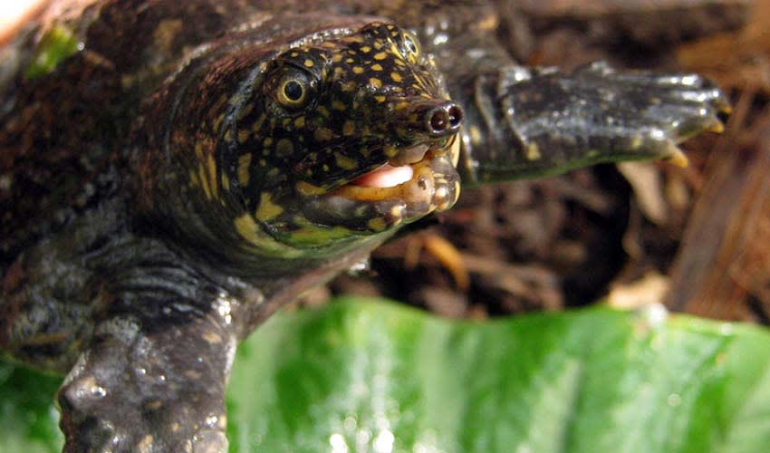 Ian Turtle Amyda: facts, distribution & population | BioDB