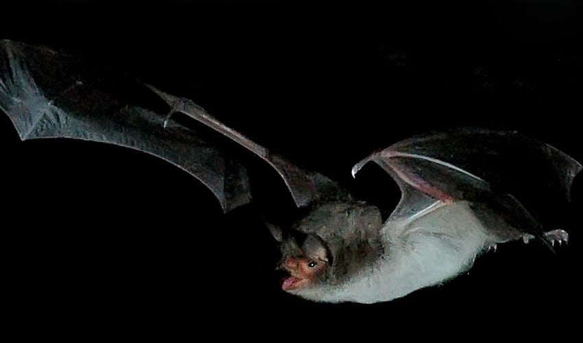 Long-fingered bat facts, distribution & population | BioDB