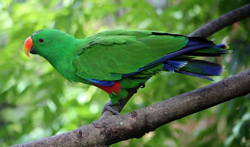 Moluccan eclectus facts, distribution & population | BioDB