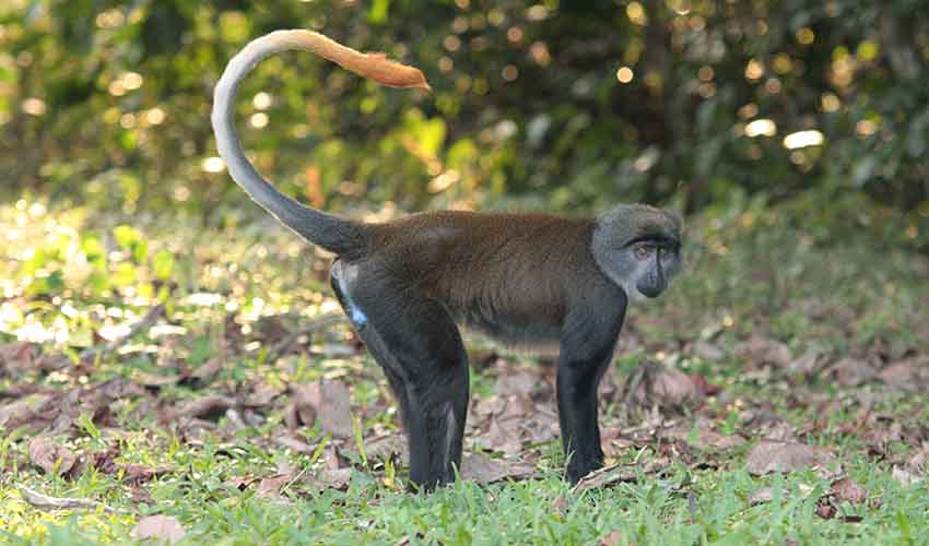 Sun-tailed monkey facts, distribution & population | BioDB
