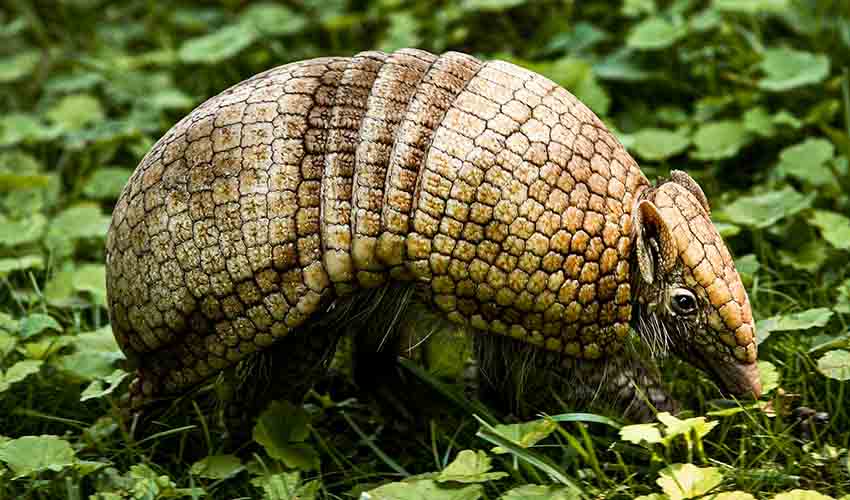 Southern three-banded armadillo facts, distribution & population | BioDB