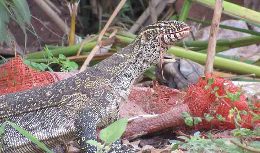 Savan Monitor Savannah monitor facts, distribution & population | BioDB