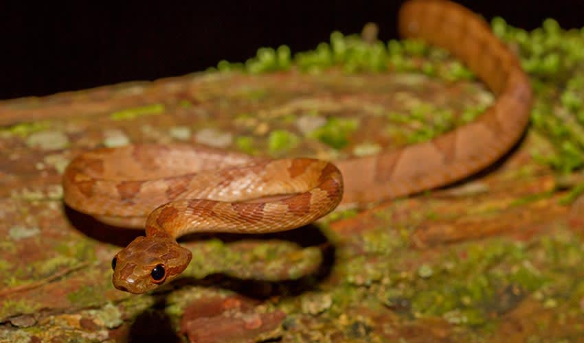 Square-headed cat snake facts, distribution & population | BioDB