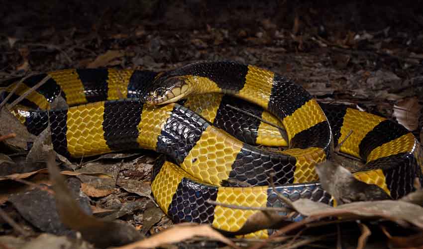 Banded krait facts, distribution & population | BioDB