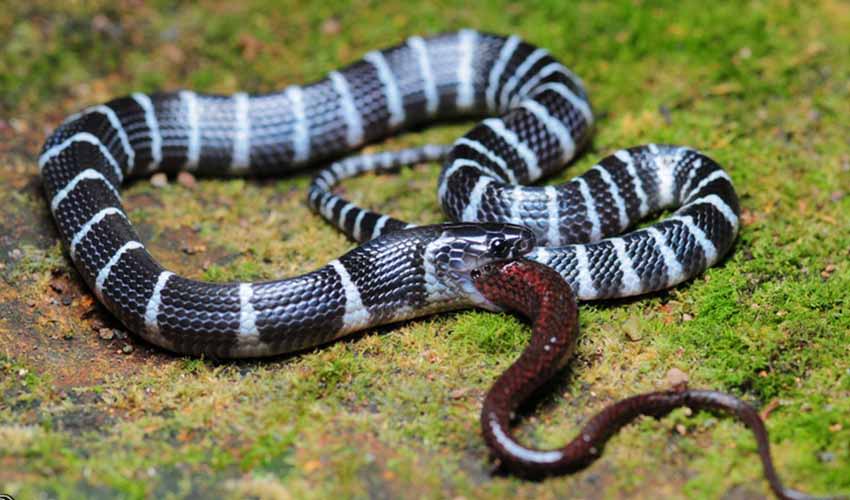 Many-banded krait facts, distribution & population | BioDB
