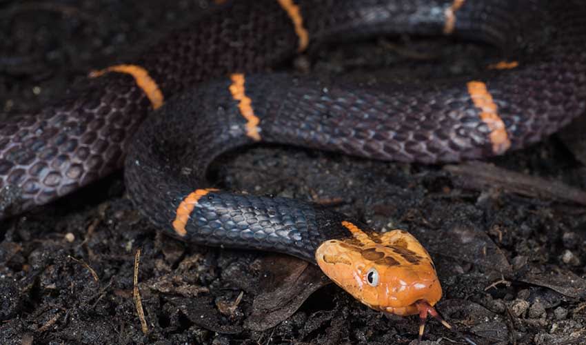 Fea's viper facts, distribution & population | BioDB