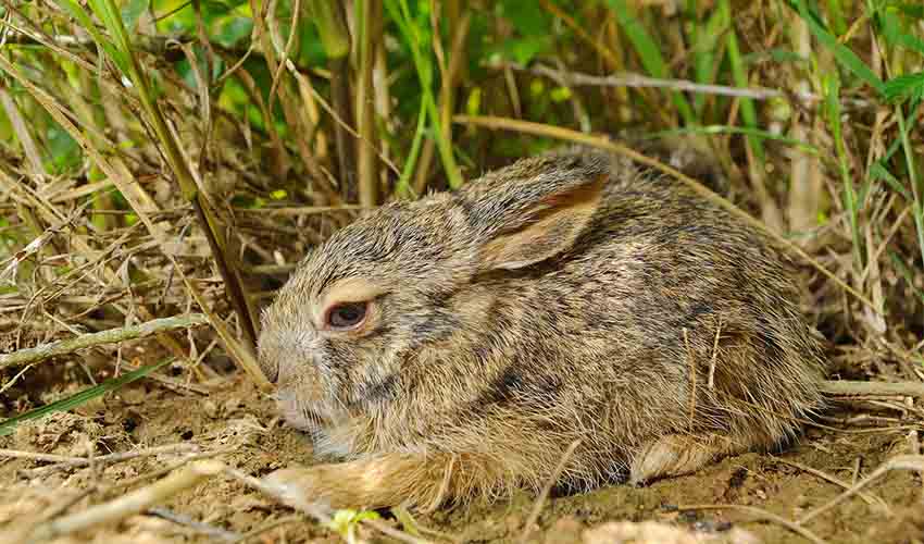Burmese hare facts, distribution & population | BioDB