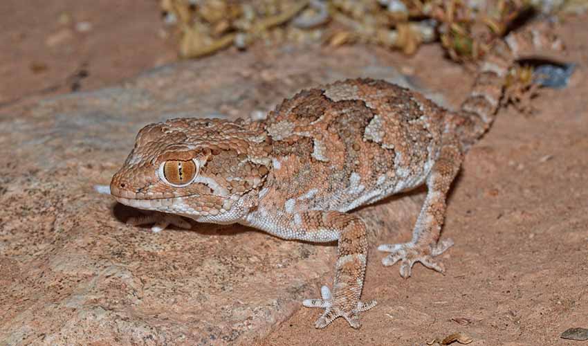 Helmethead gecko facts, distribution & population | BioDB