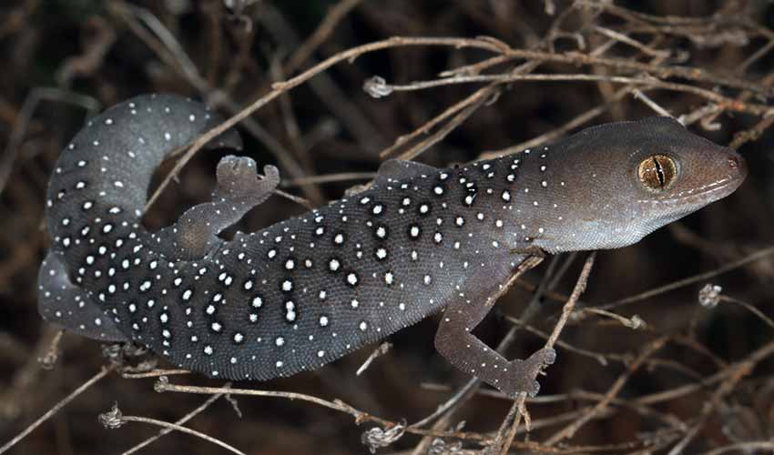 Congoo Strophurus - Spiny-tailed geckos: facts, distribution & population | BioDB