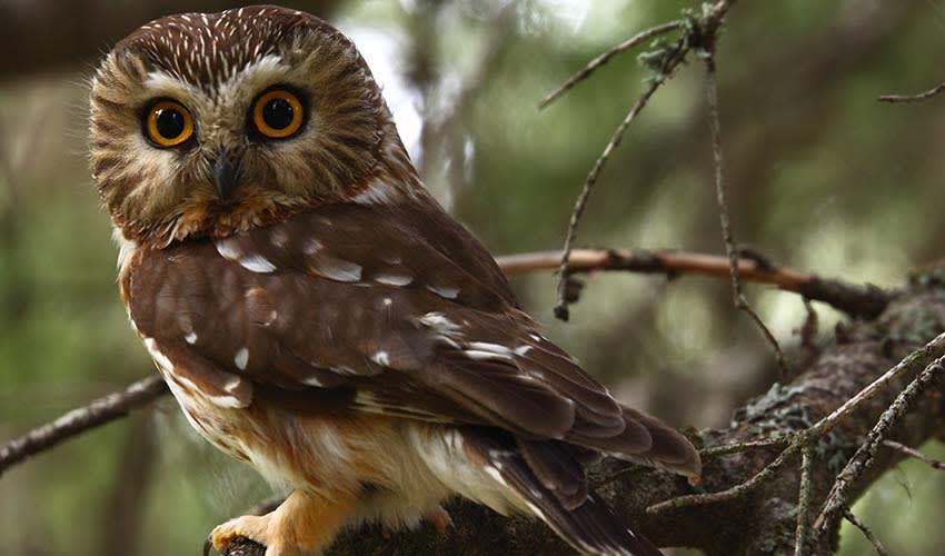 Northern saw-whet owl facts, distribution & population | BioDB