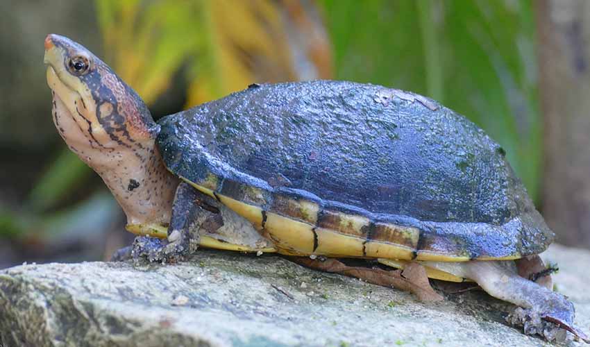 Turtle Dust Tabasco mud turtle facts, distribution & population | BioDB