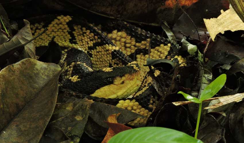 Lachesis - Bushmasters: facts, distribution & population | BioDB