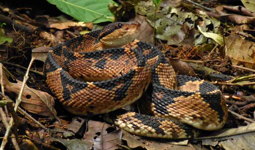 Southern American bushmaster facts, distribution & population | BioDB