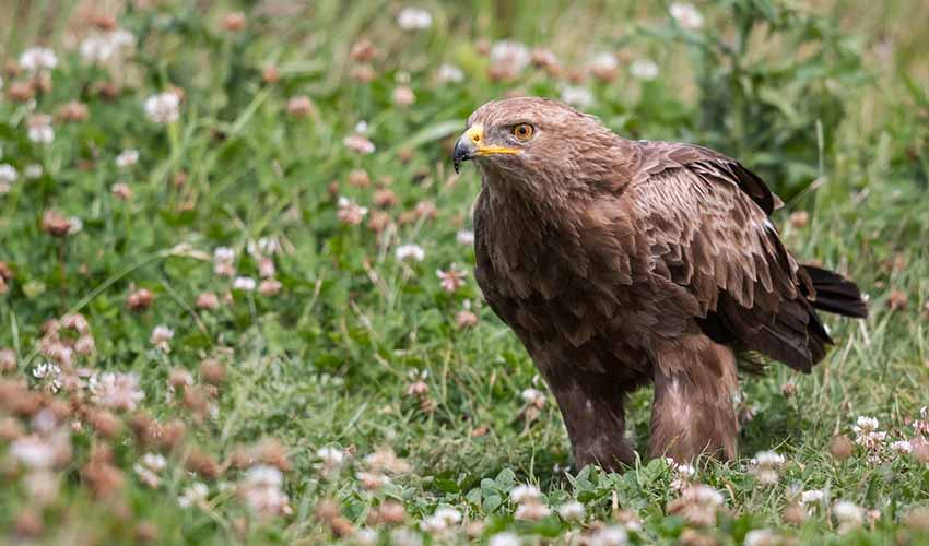 Clanga - Spotted eagles: facts, distribution & population | BioDB