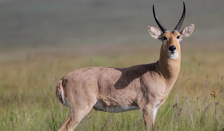 Mountain reedbuck facts, distribution & population | BioDB