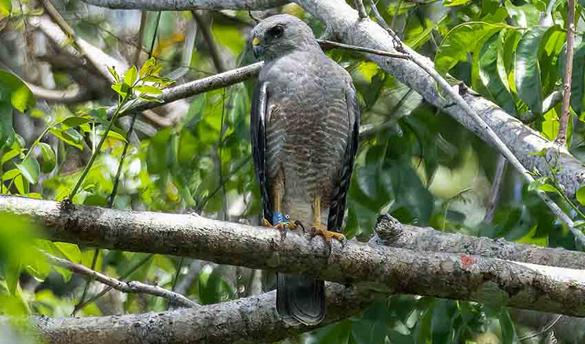 Ridgway's hawk facts, distribution & population | BioDB