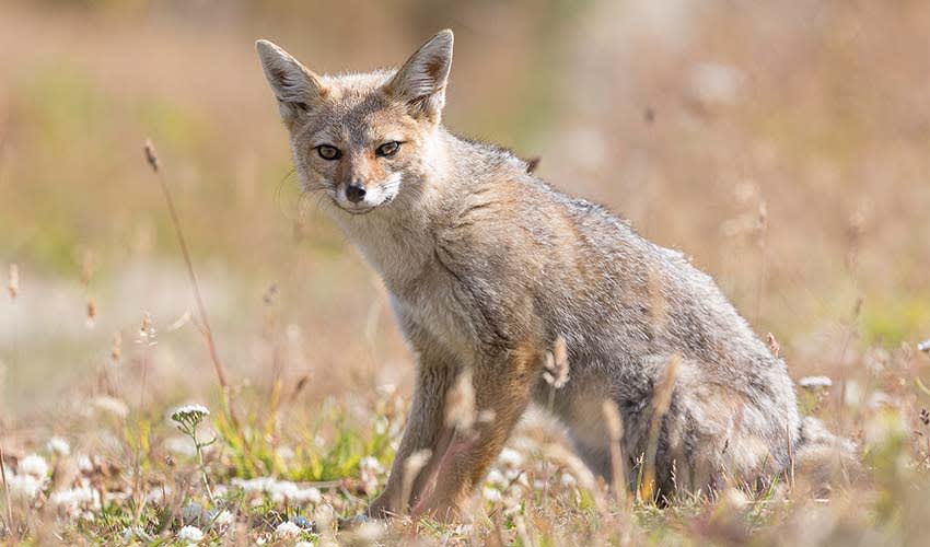 South American gray fox facts, distribution & population | BioDB