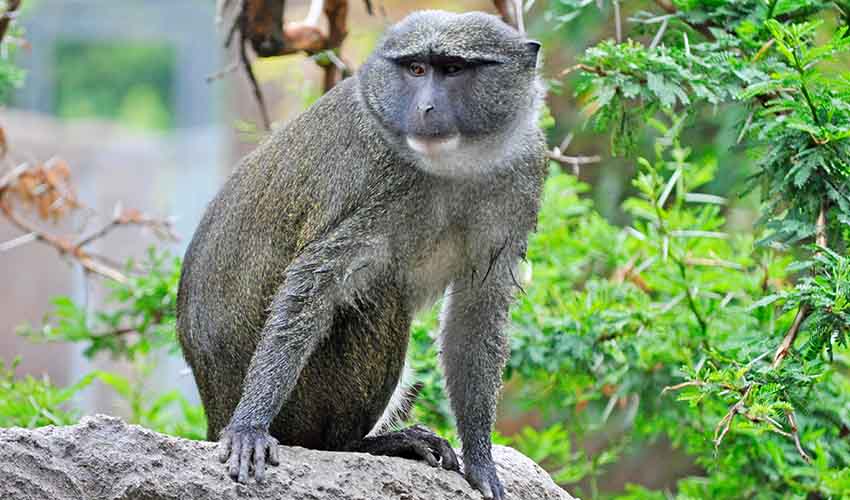 Allenopithecus Primate Allenopithecus - Allen's swamp monkey: facts, distribution & population ...
