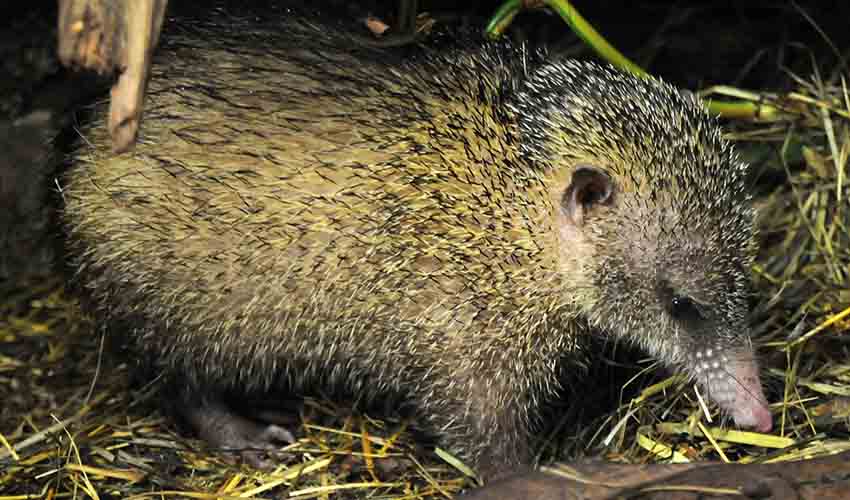 Tailless tenrec facts, distribution & population | BioDB