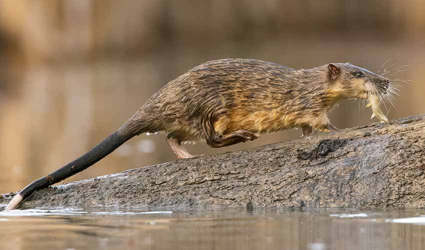Hydromys - Water rats: facts, distribution & population | BioDB