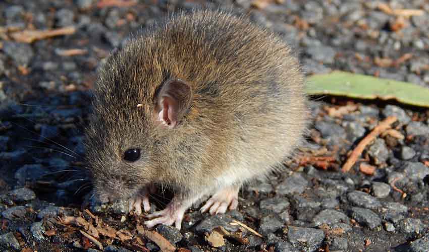 Polynesian rat facts, distribution & population | BioDB