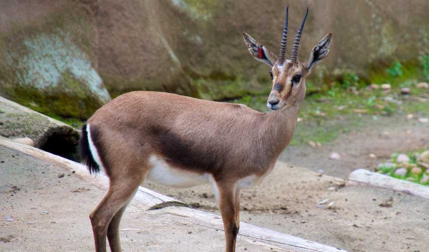 Cuvier's gazelle facts, distribution & population | BioDB