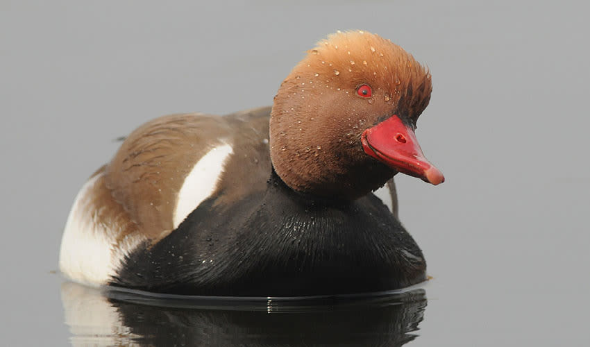Netta Colorata Netta: facts, distribution & population | BioDB