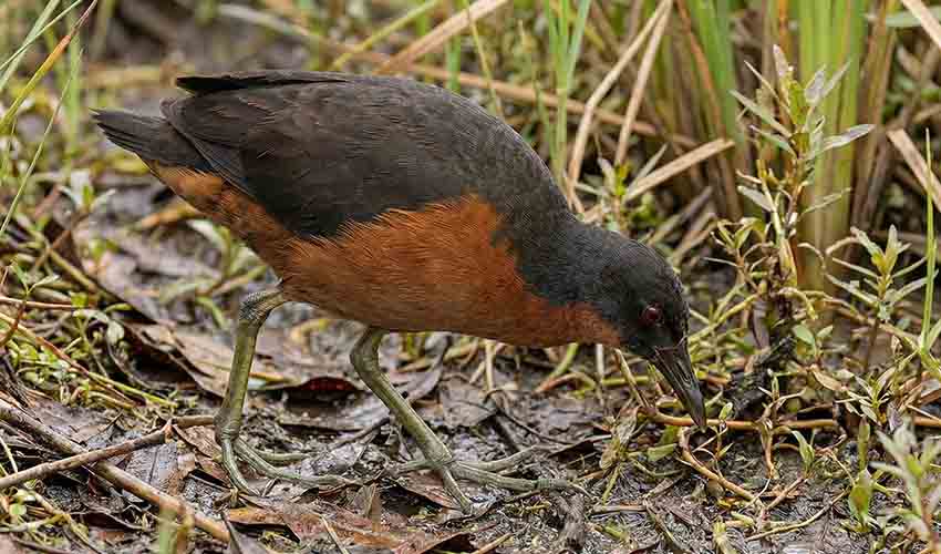 Rusty-flanked crake facts, distribution & population | BioDB