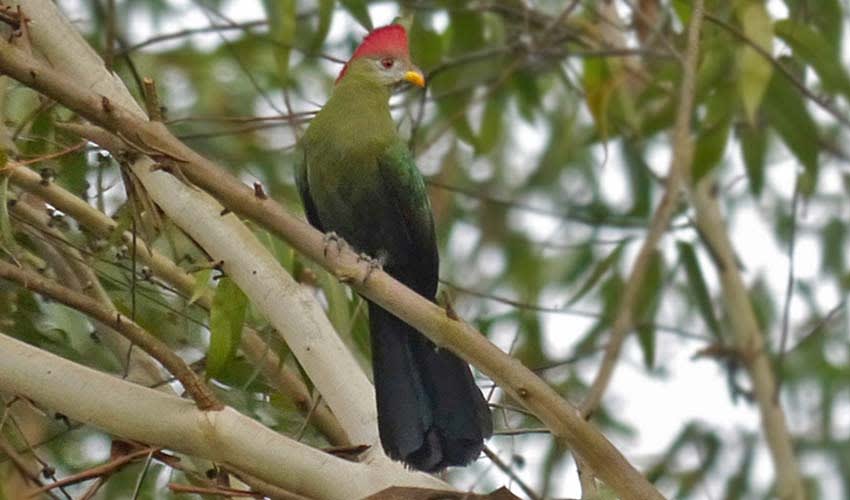 Bannerman's turaco facts, distribution & population | BioDB