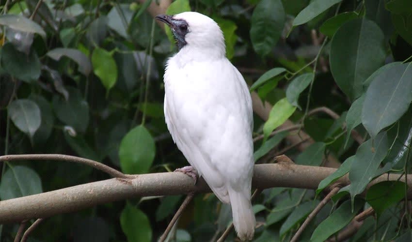 Bare-throated bellbird facts, distribution & population | BioDB