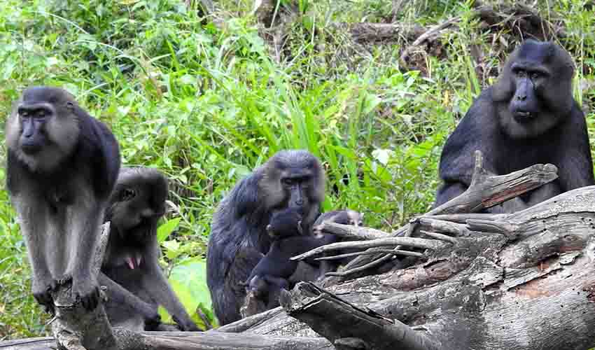 Booted macaque facts, distribution & population | BioDB